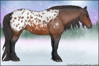Horse Color:Bay Appaloosa 
