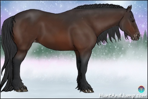 Horse Color:Brown Appaloosa 