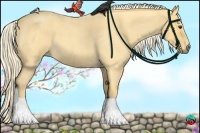 Horse Color:Palomino Roan