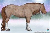 Horse Color:Red Roan