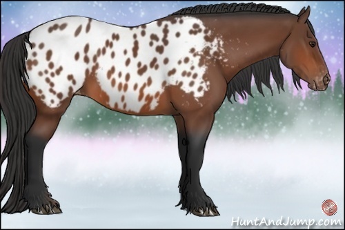 Horse Color:Bay Appaloosa 