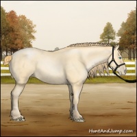 Horse Color:Buckskin Pearl Sabino 