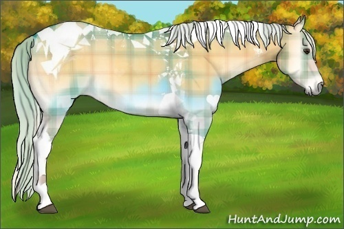 Horse Color:Plaid  Silver Buckskin Onyx Tobiano 