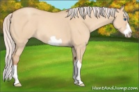 Horse Color:Silver Amber Champagne Dun Splash Frame