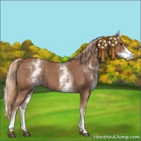 Horse Color:White Spotted Red Roan 