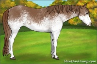 Horse Color:White Spotted Chestnut