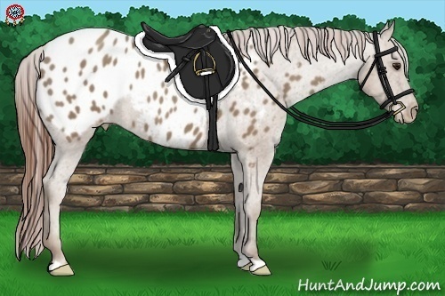 Horse Color:Classic Champagne Appaloosa 