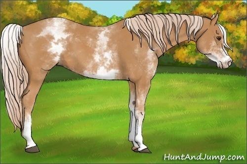 Horse Color:White Spotted Chestnut