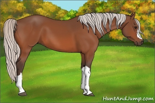 Horse Color:Silver Bay 