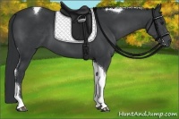 Horse Color:Black Chinchilla Tobiano 