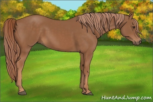 Horse Color:Chestnut 