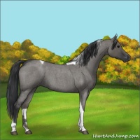 Horse Color:Grullo Roan Tobiano