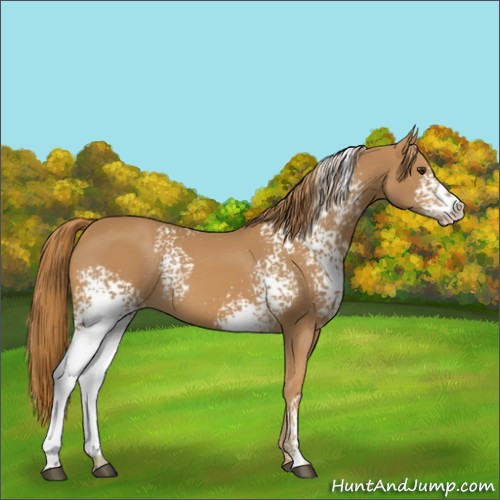 Horse Color:White Spotted Chestnut 