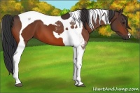 Horse Color:Bay Tobiano