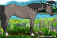 Horse Color:Grullo 