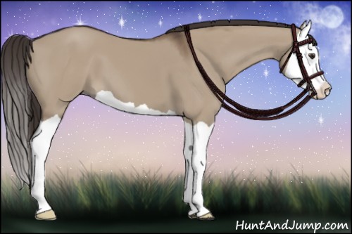 Horse Color:Liver Red Dun Splash 