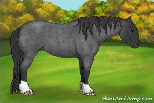 Horse Color:Blue Roan