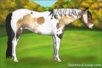 Horse Color:Gray White Spotted Brown Onyx Tobiano Rabicano 