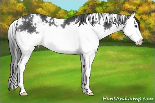 Horse Color:White Spotted Black Splash Rabicano 