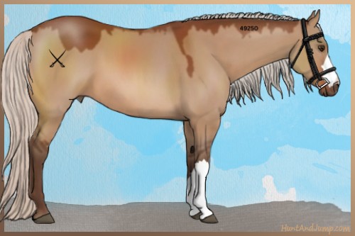 Horse Color:Silver Brown Dun 