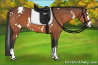 Horse Color:White Spotted Brown Splash