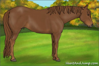 Horse Color:Gray Chestnut 
