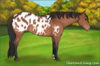 Horse Color:Bay Appaloosa