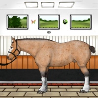 Horse Color:White Spotted Buckskin Roan 