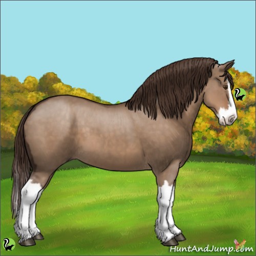 Horse Color:Liver Red Dun Splash 