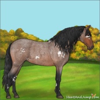 Horse Color:White Spotted Brown Roan