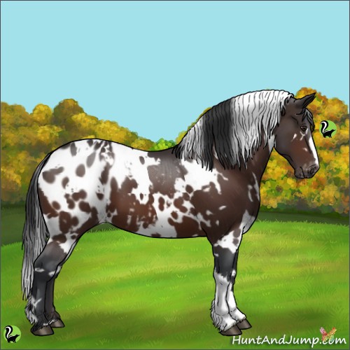 Horse Color:White Spotted Brown Blanket