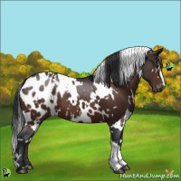 Horse Color:White Spotted Brown Blanket 
