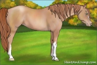 Horse Color:Gold Champagne