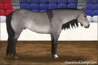 Horse Color:Gray Platinum Brown Dun 
