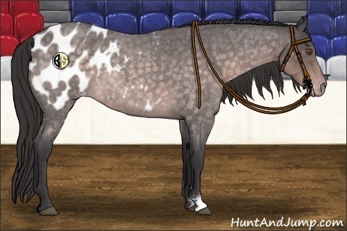 Horse Color:Platinum Buckskin Roan Appaloosa 