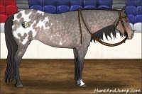 Horse Color:Platinum Buckskin Roan Blanket 