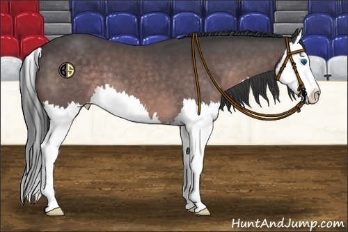 Horse Color:Platinum Bay Splash 