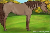 Horse Color:Liver Red Dun 