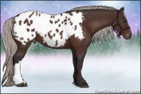 Horse Color:Silver Brown Appaloosa 
