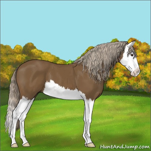 Horse Color:Chocolate Palomino Splash