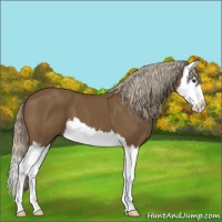 Horse Color:Chocolate Palomino Splash 