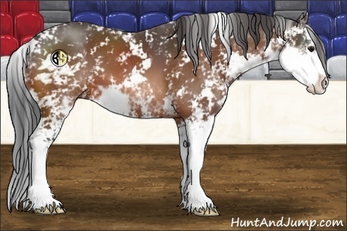 Horse Color:Bay Sabino 