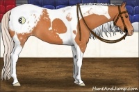 Horse Color:Silver Bay Tobiano Appaloosa 