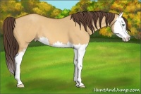 Horse Color:Sable Cream Champagne Dun Sabino Splash 