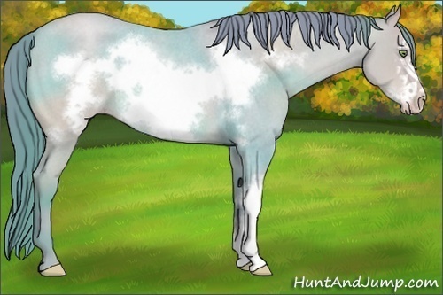 Horse Color:Watercolor Amber Champagne Roan Frame Rabicano