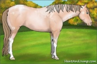 Horse Color:Watercolor Amber Cream Champagne Pearl Dun Tobiano Rabicano 