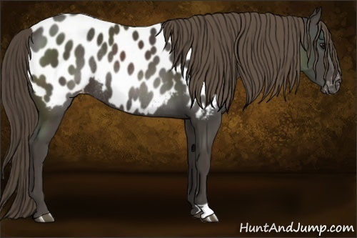Horse Color:Smoky Black Appaloosa Rabicano