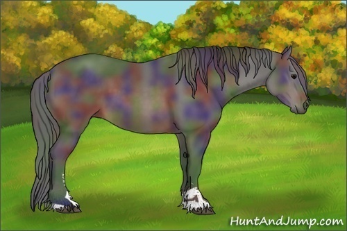 Horse Color:Nacre Brown Sabino 