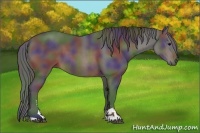 Horse Color:Nacre Brown Sabino 