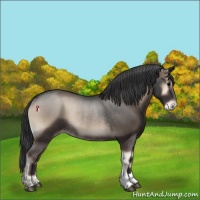Horse Color:Blue Onyx Appaloosa Rabicano 